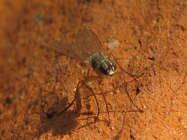 Coeosia sp. (Muscidae).